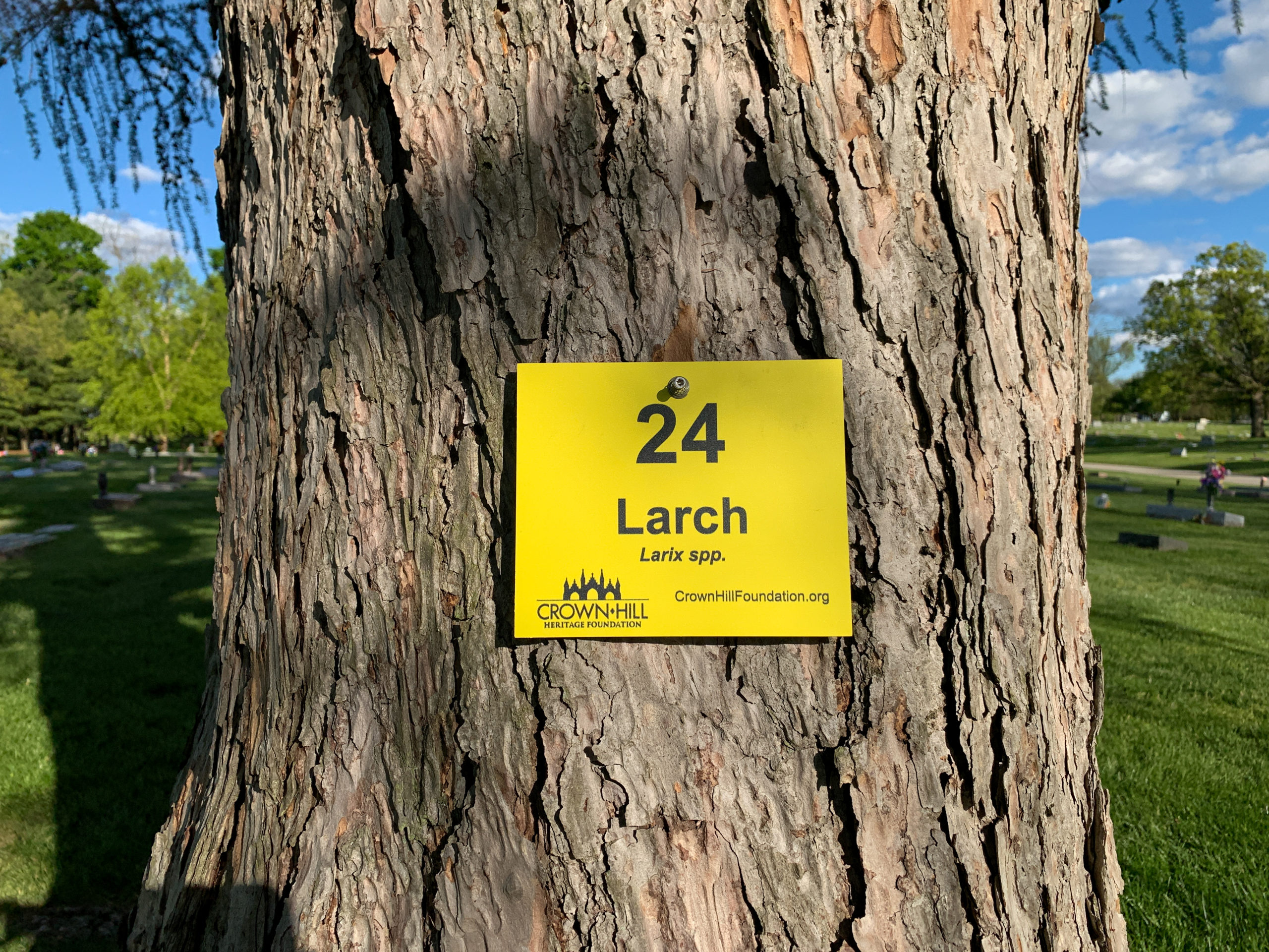 Larch sign_ 24-2021-2989