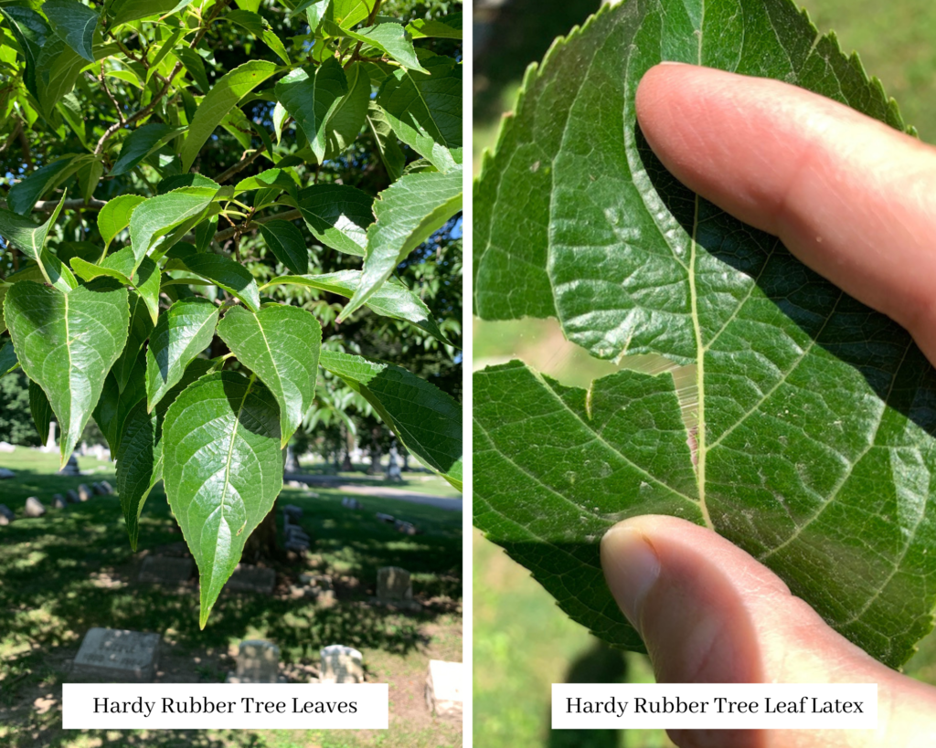 Hardy Rubber Tree Crown Hill Foundation
