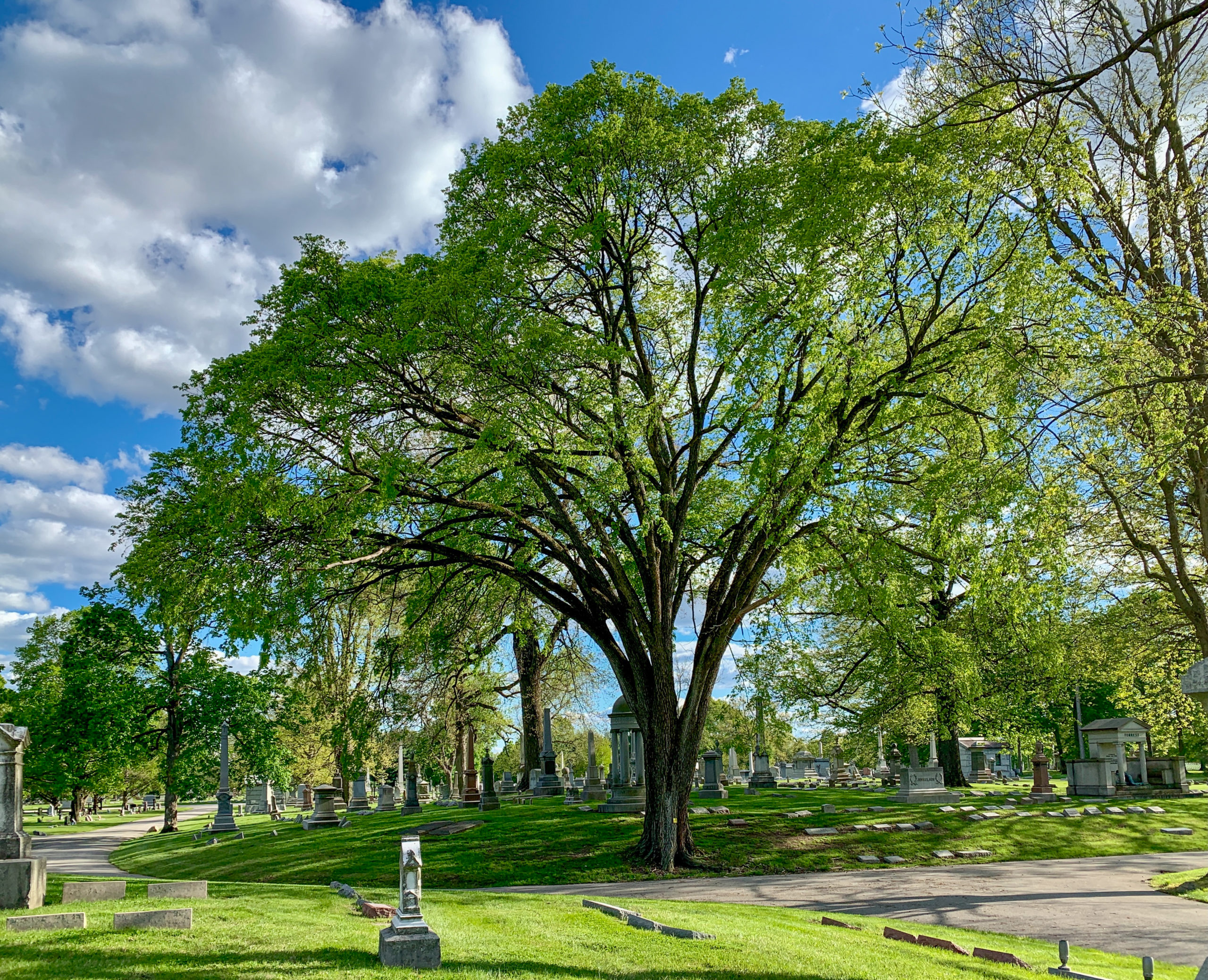 Tree Of The Month American Elm Crown Hill Heritage Foundation
